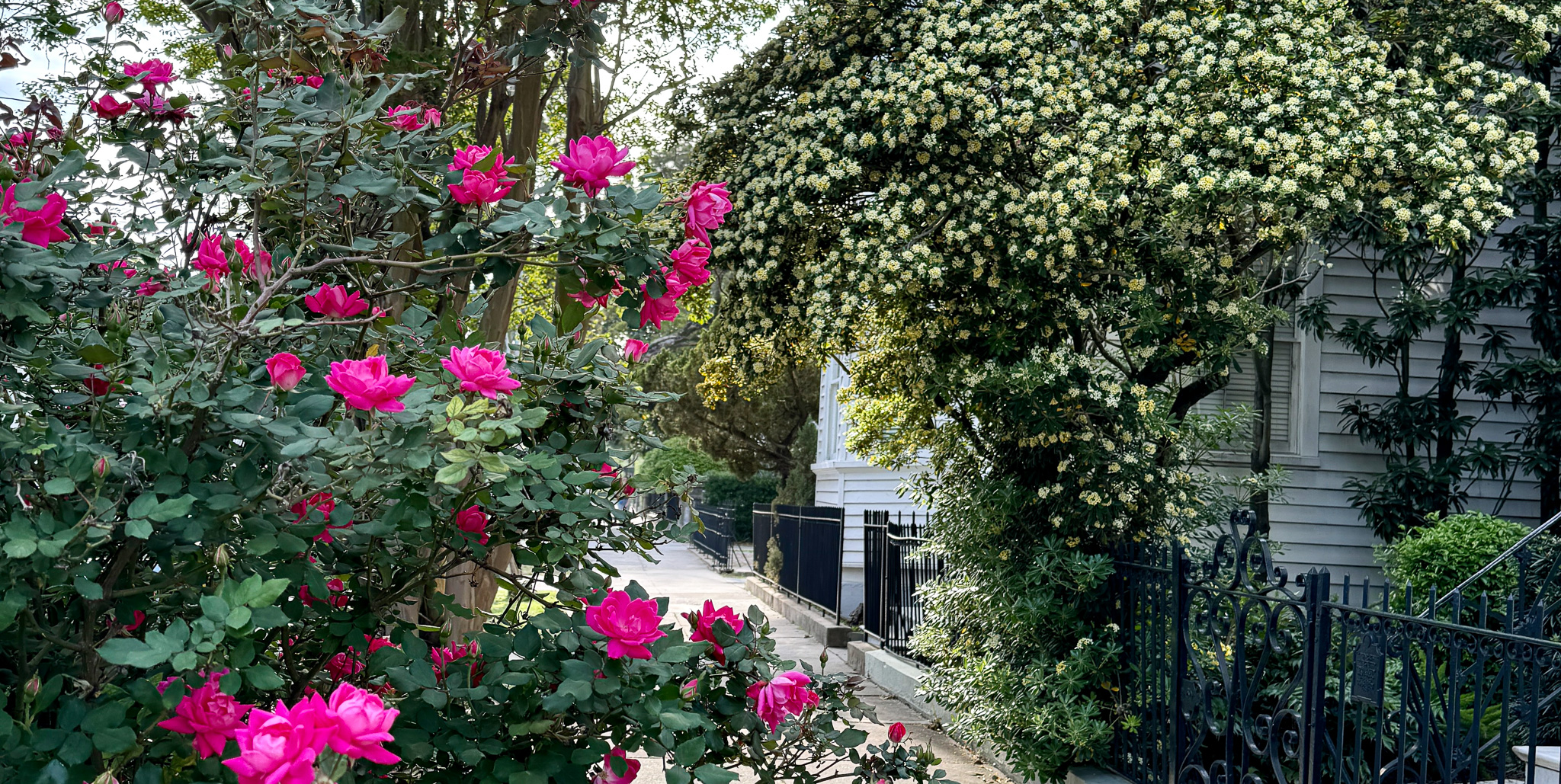 spring flowers