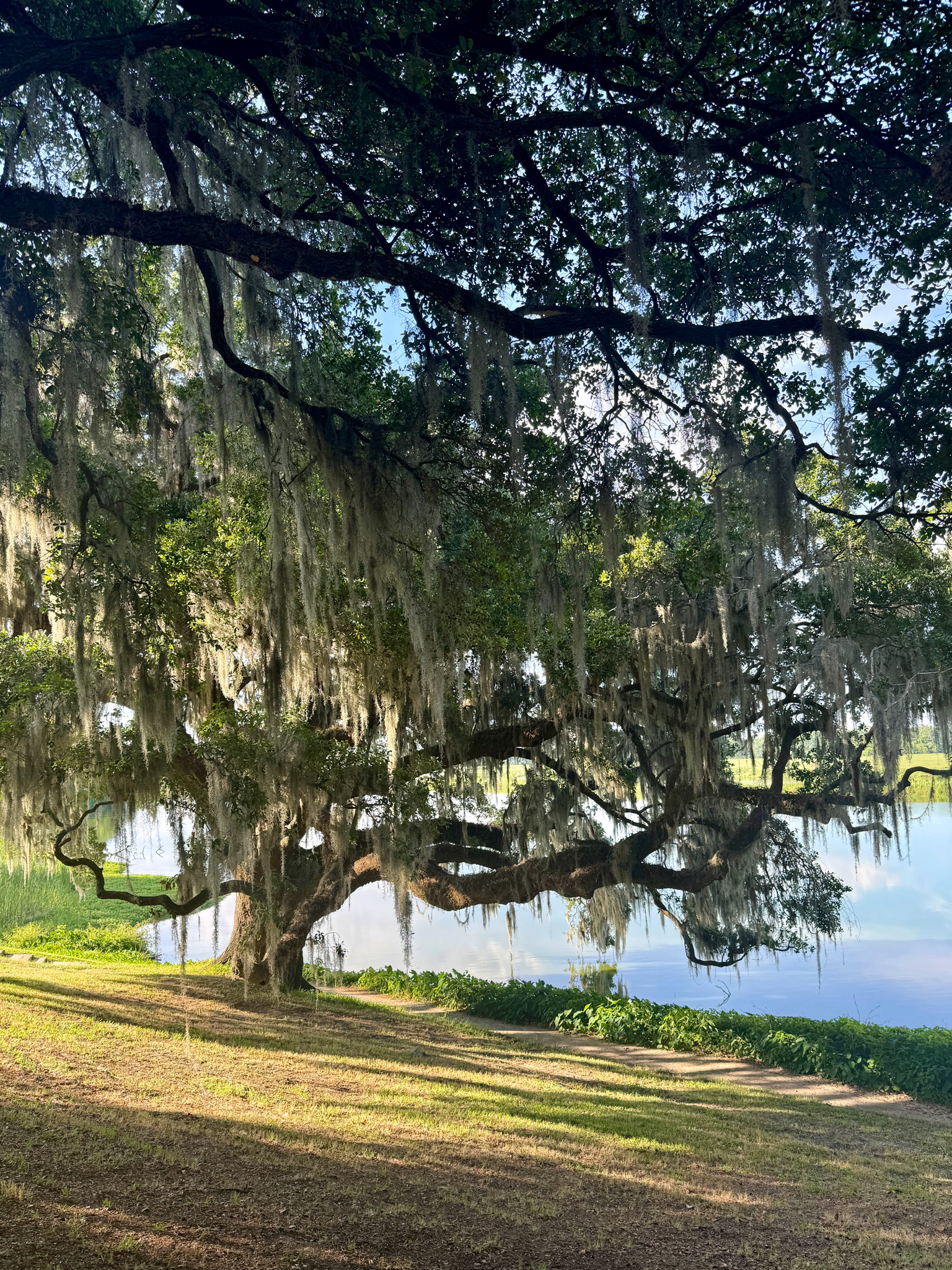 middleton place ashley river