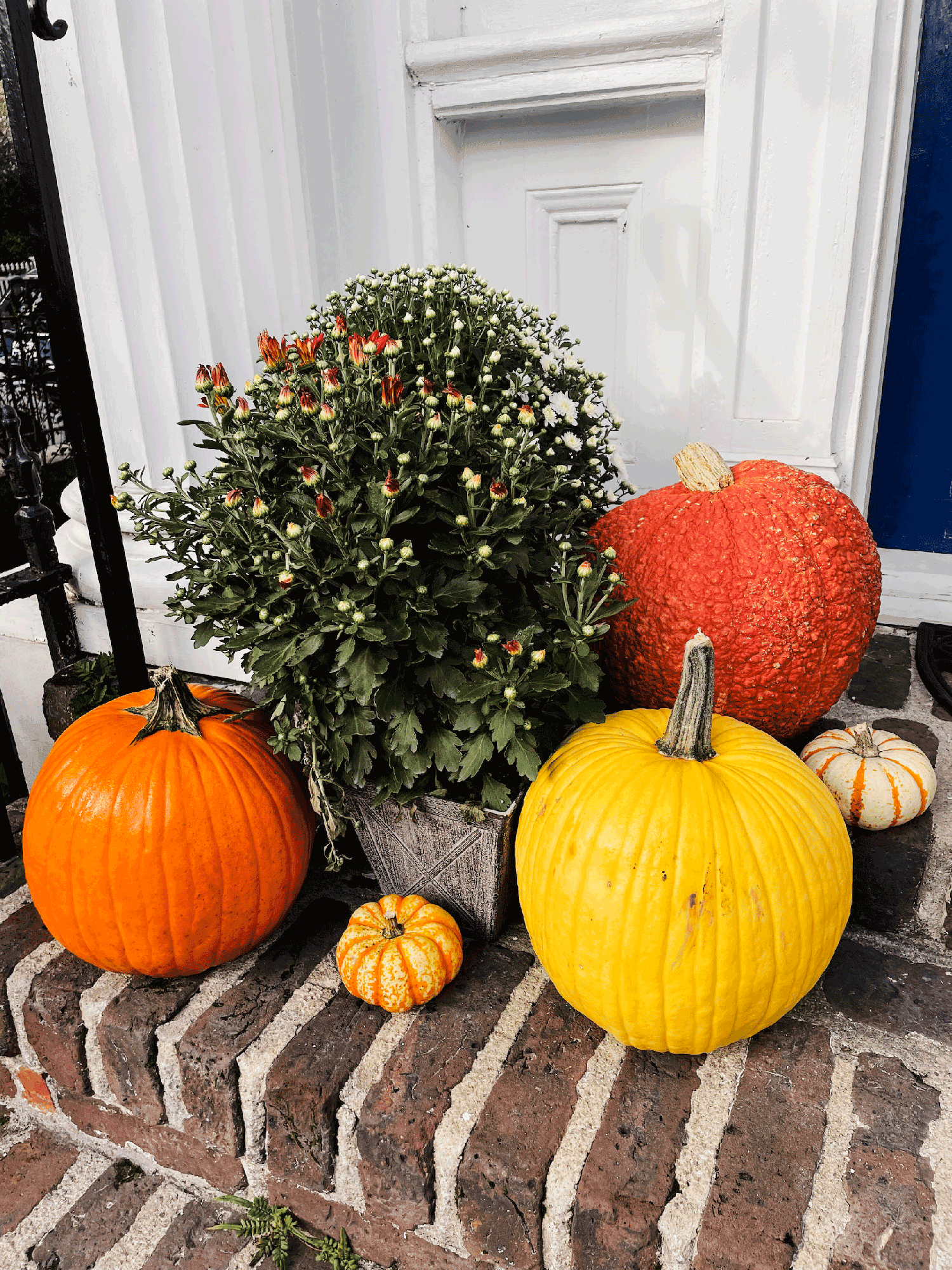 colorful pumpkins