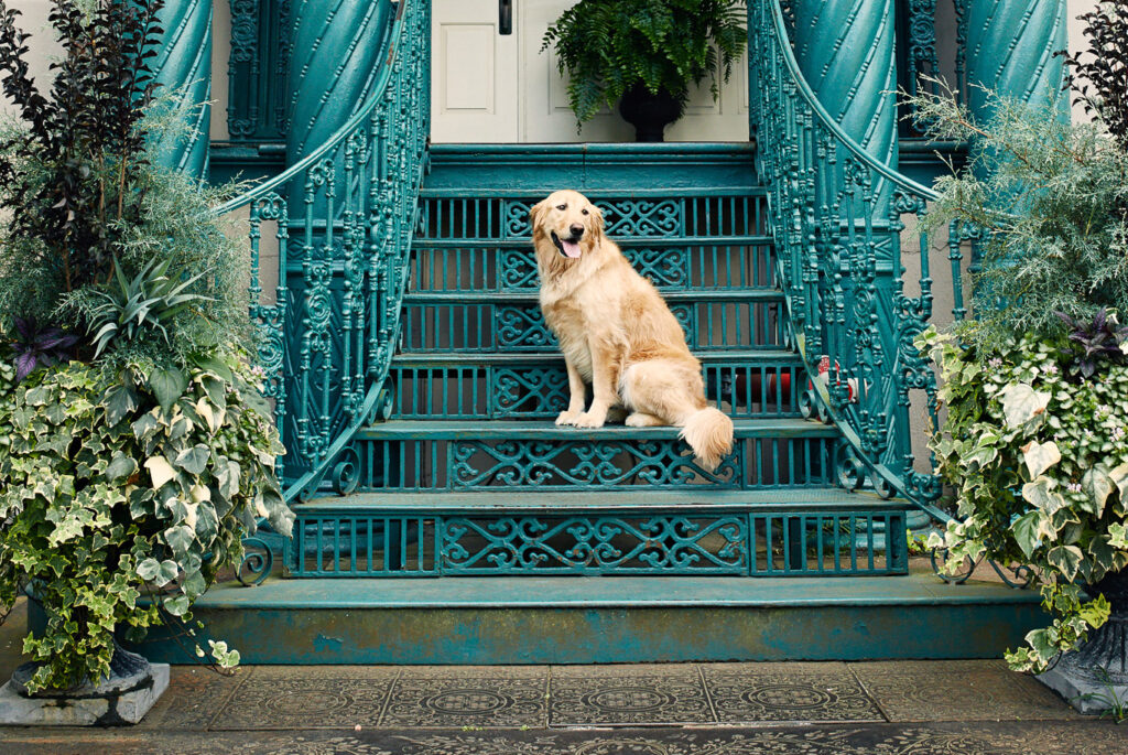 dog-on-steps-at-john-rutledge-house-2