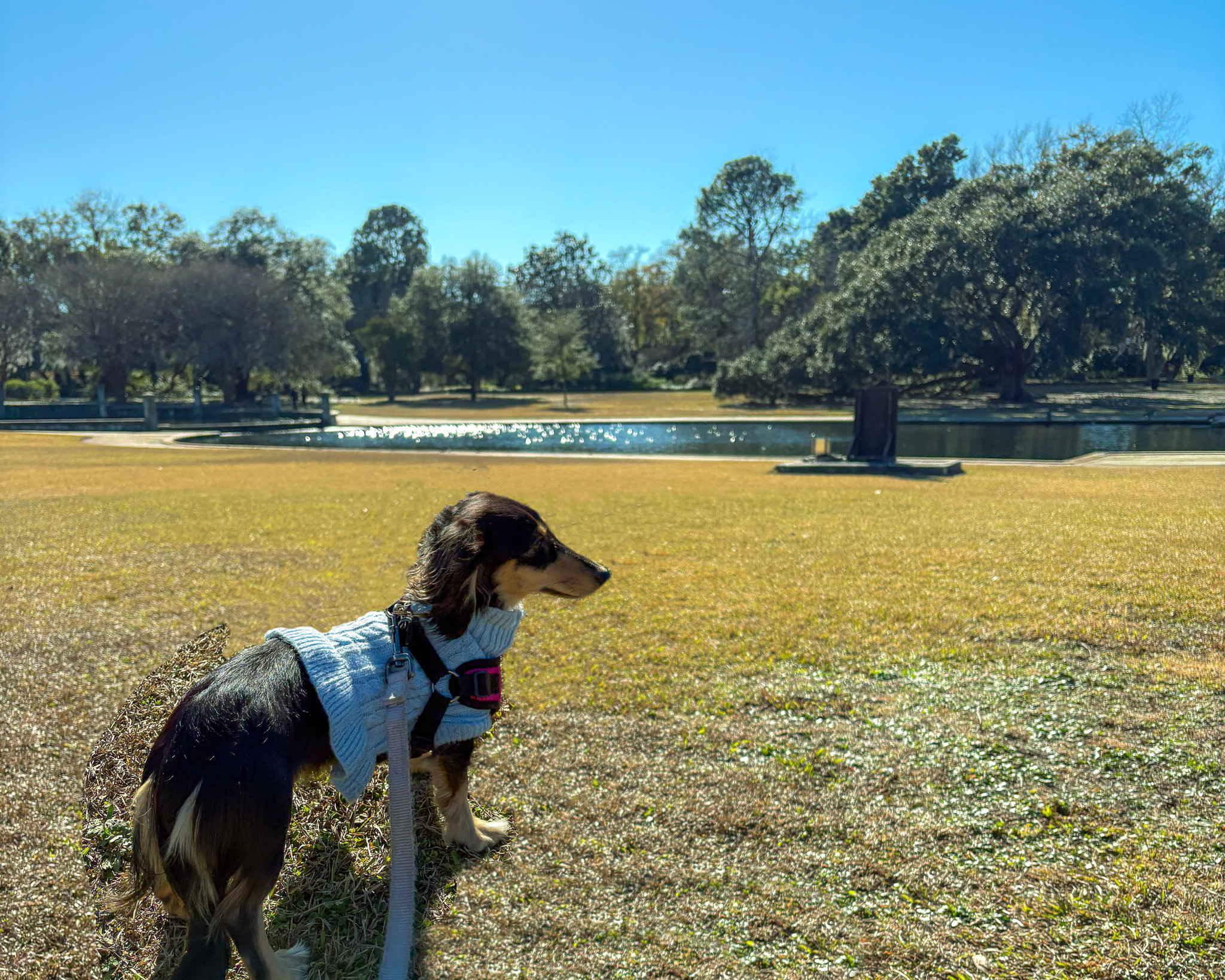 Dog at Hampton Park in Charleston
