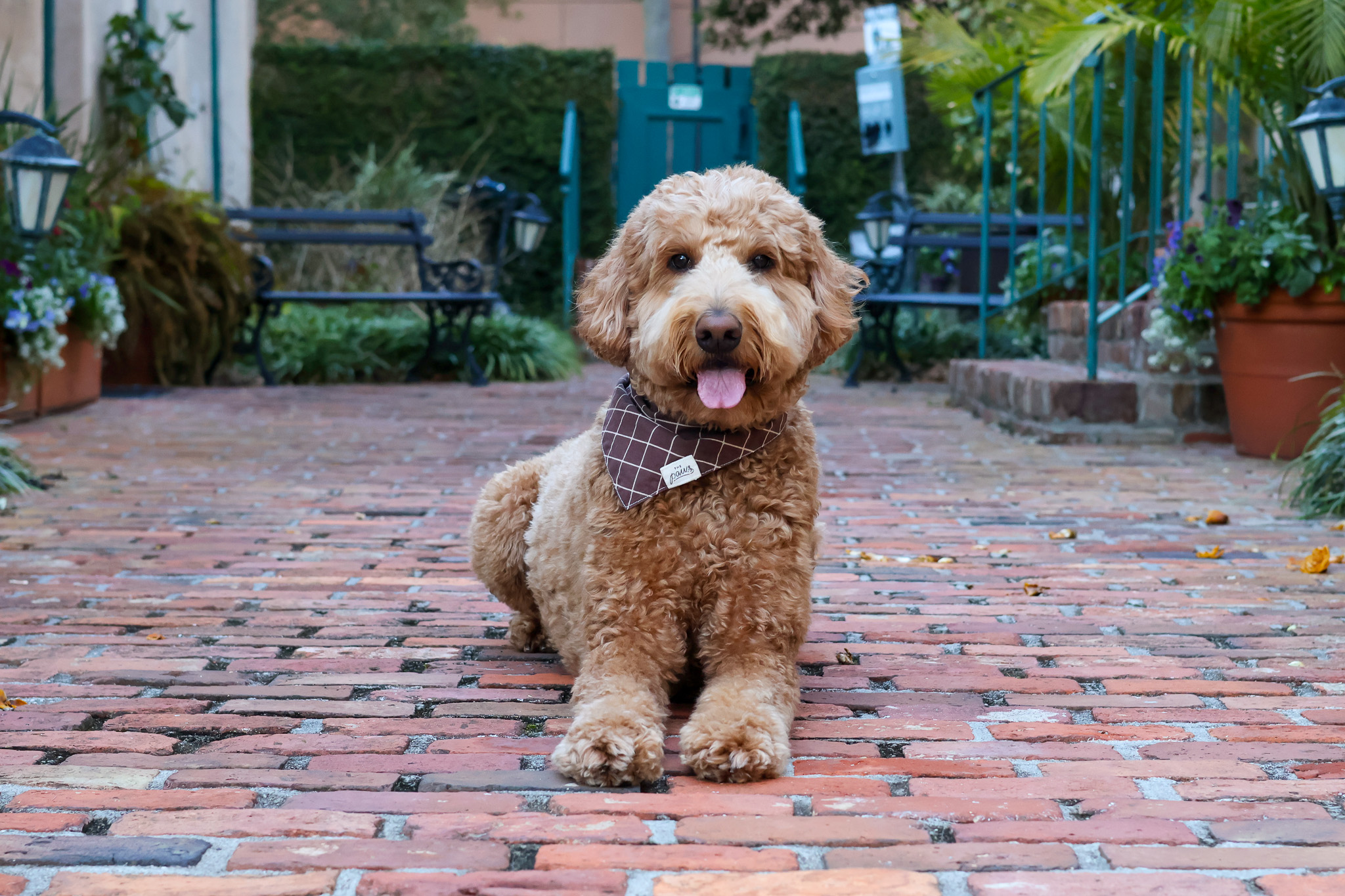 Dog in the courtyard at John Rutledge House Inn