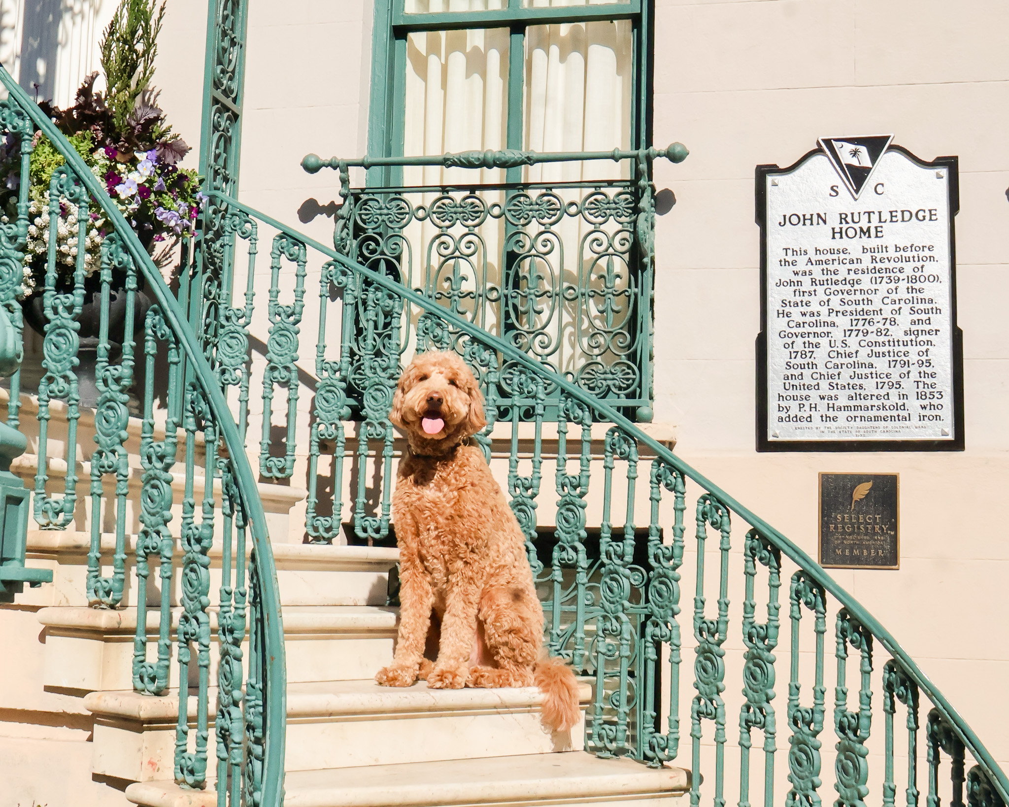 Dog sitting on the front steps of John Rutledge House Inn