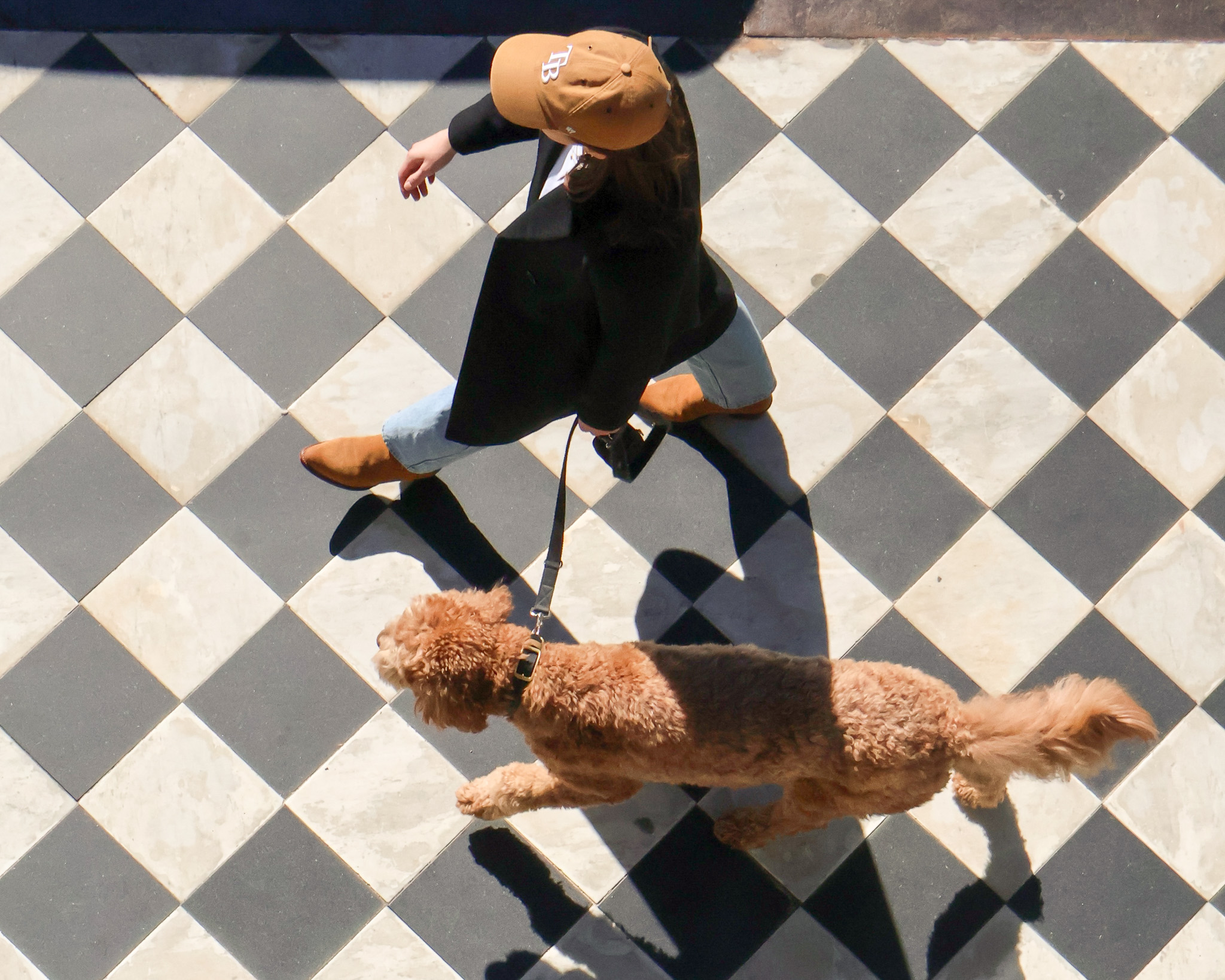 Dog walking on the sidewalk outside of John Rutledge House Inn