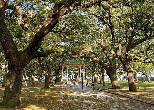 Live oak trees in White Point Garden in Charleston