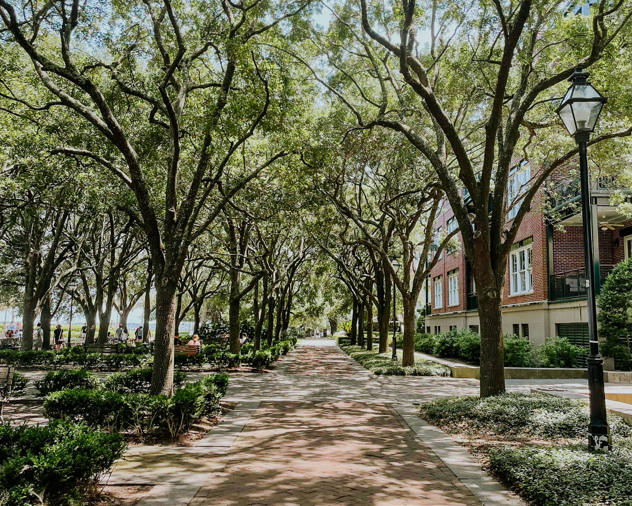 Live oak trees providing shade in White Point Garden in Charleston